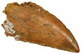 Serrated Raptor Tooth - Real Dinosaur Tooth #371428-1